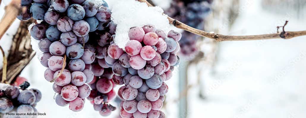 All About Icewine, Canada's "Liquid Gold"
