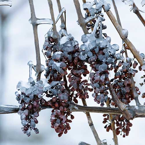 Ontario Icewine