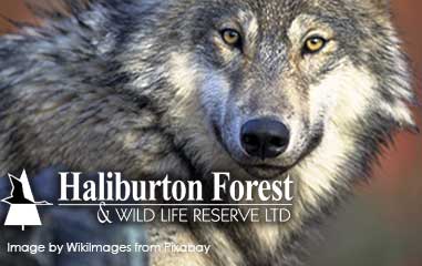 Wolf Centre at Haliburton Forest & Wild Life Reserve