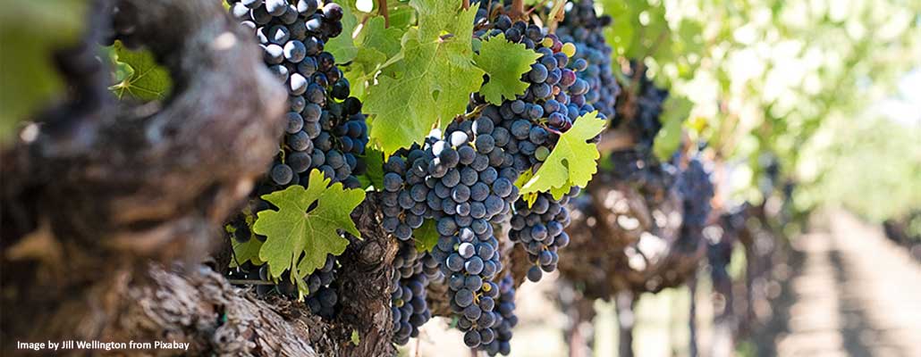 What Are The Wine Regions in Ontario?