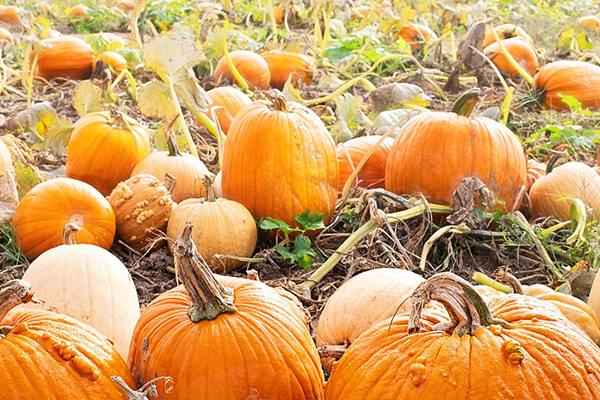 Pumpkin Patches and Farms in Ontario, Budget Family activity