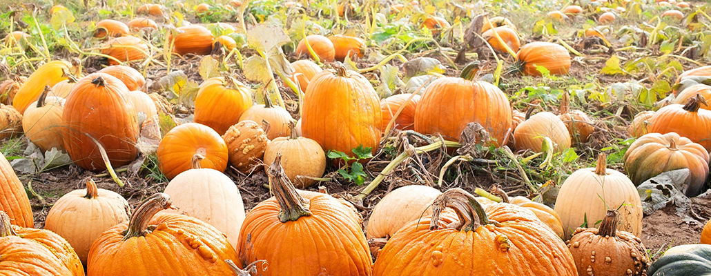 Pumpkin Patches and Farms in Ontario, Budget Family activity