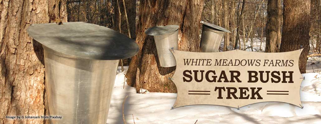 Sugar Bush Trek at White Meadows Farms: A Sweet Canadian Spring Tradition