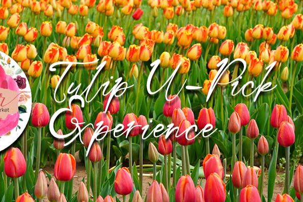Tulip U-Pick Experience at Roadside Flower Market