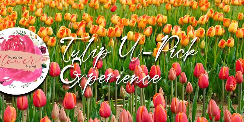 Tulip U-Pick Experience at Roadside Flower Market