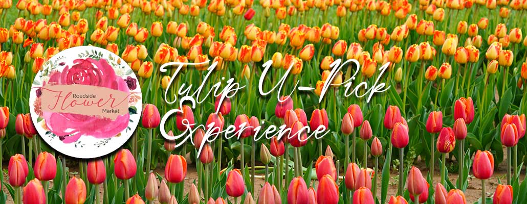 Tulip U-Pick Experience at Roadside Flower Market